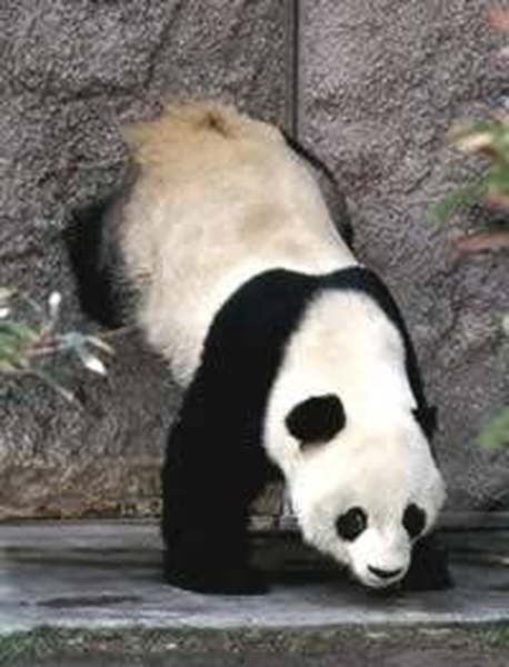 A giant panda scent marking with a head stand