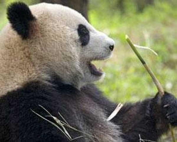 Giant pandas make a variety of sounds