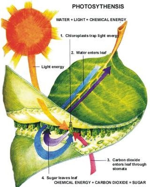 How Do Plants Make Their Own Food? | Sciencing