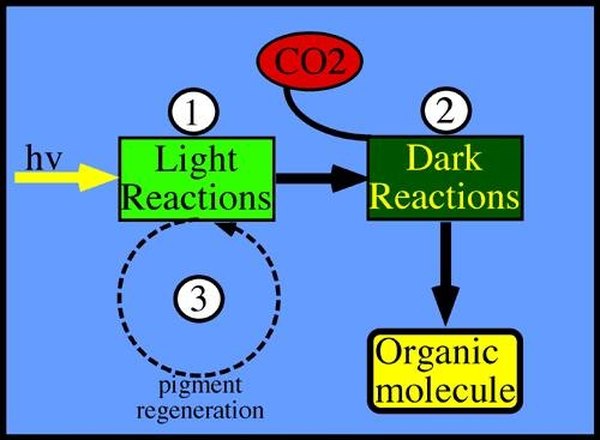 How Do Plants Make Their Own Food? | Sciencing