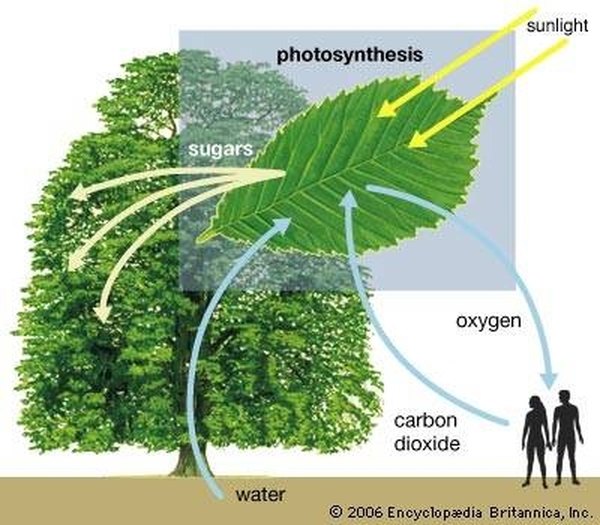 How Do Plants Make Their Own Food? Sciencing