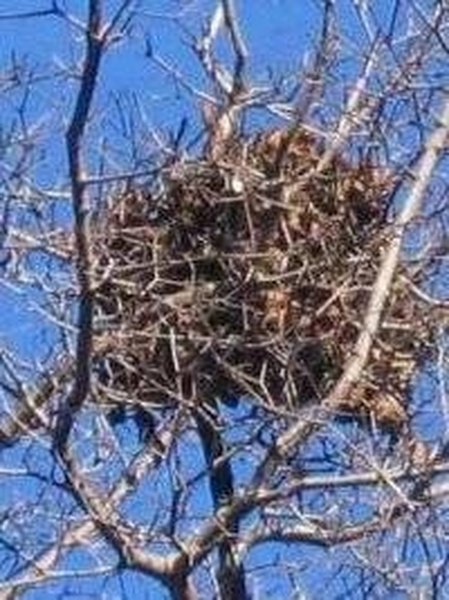 Gray squirrel nest