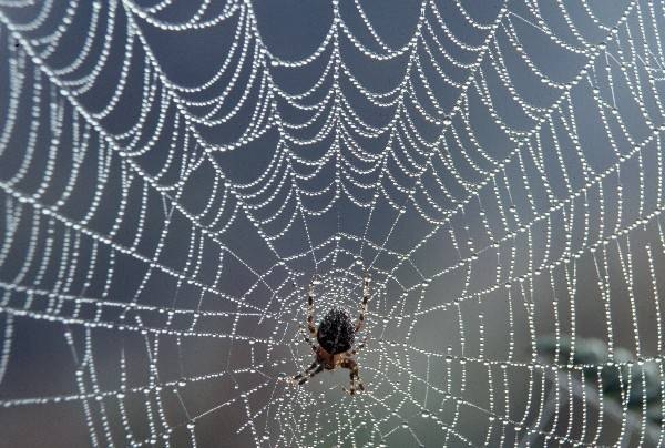 What shape web does a spider spin in space?