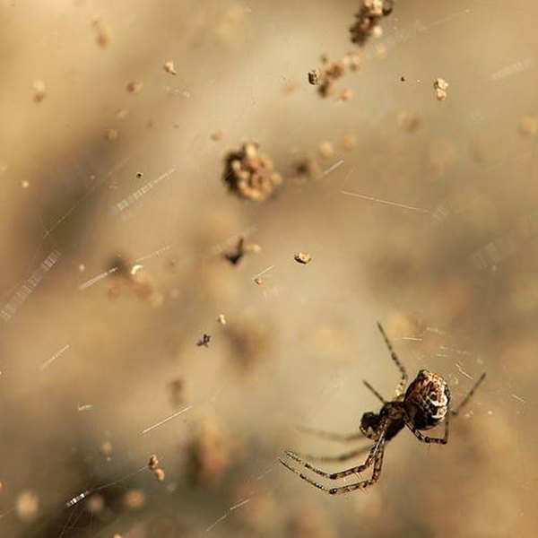 Tangled in a Web: Learn About Spiders