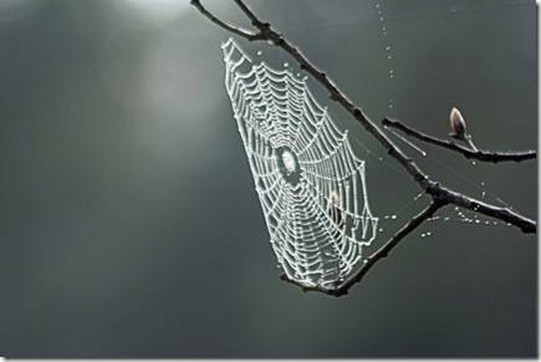 What shape web does a spider spin in space?