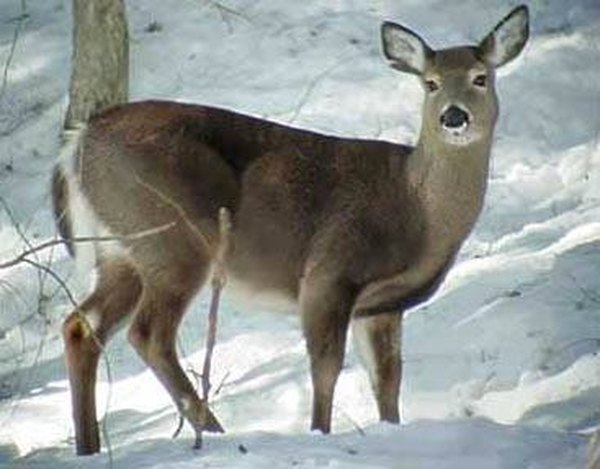 Whitetail Deer