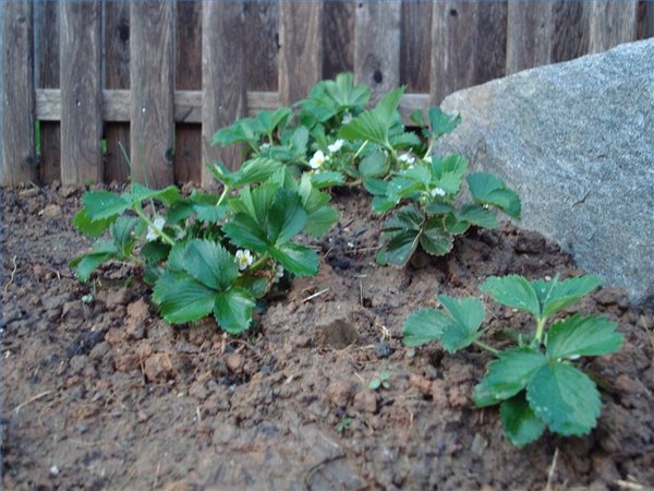 Strawberries growing outdoors