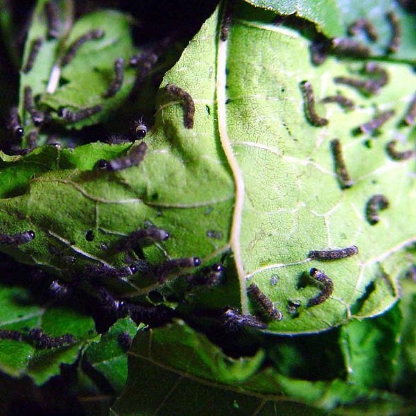Recently hatched silkworms
