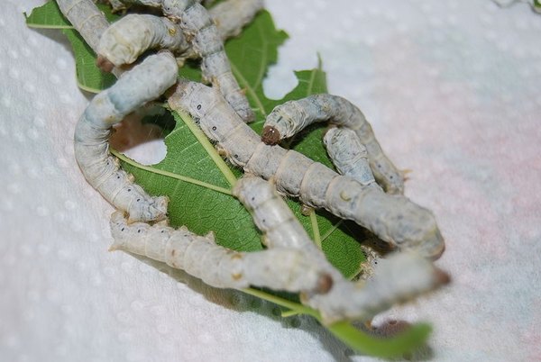 Silkworms just before entering pupae