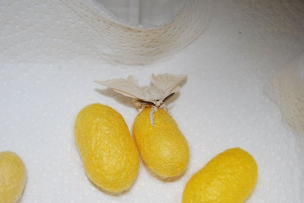 Female silkworm moth on cocoon