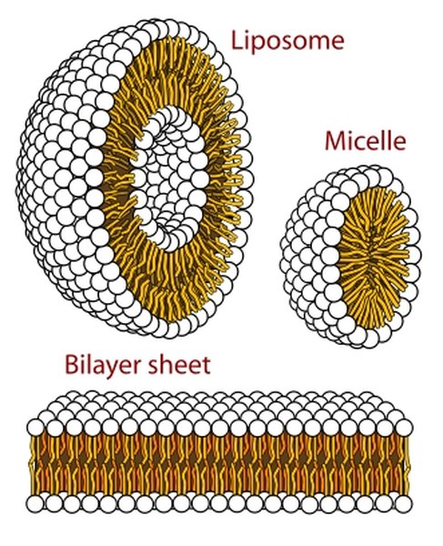 Phospholipid membranes, Wikipedia.