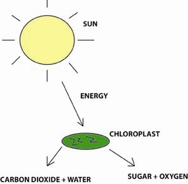 Photosynthesis   Diagram by Je' Czaja