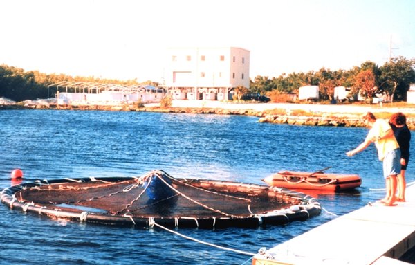 Cages for fish cage farming may be round or rectangular.