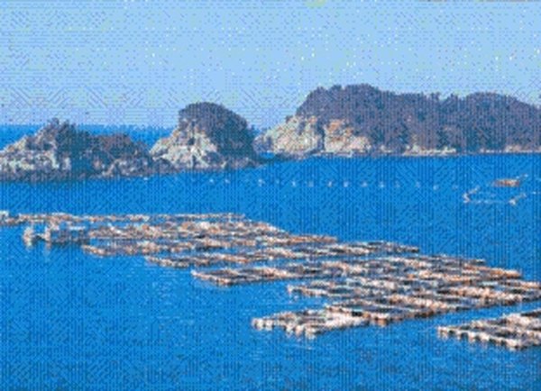 Large fish cage farms are created by using multiple cages