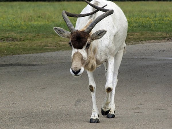 The addax is a member of the the antelope family