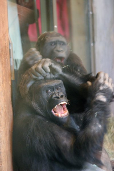 Gorillas live in social groups called troops.