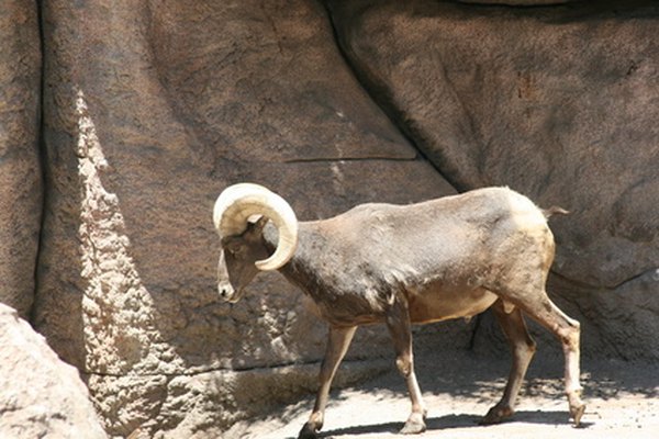 Big horn sheep love to climb. 