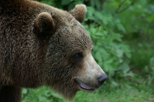 Bears hibernate each winter to store heat and fat. 
