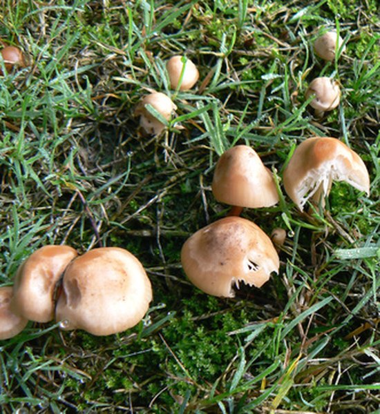 Look for mushrooms a few days after it rains.