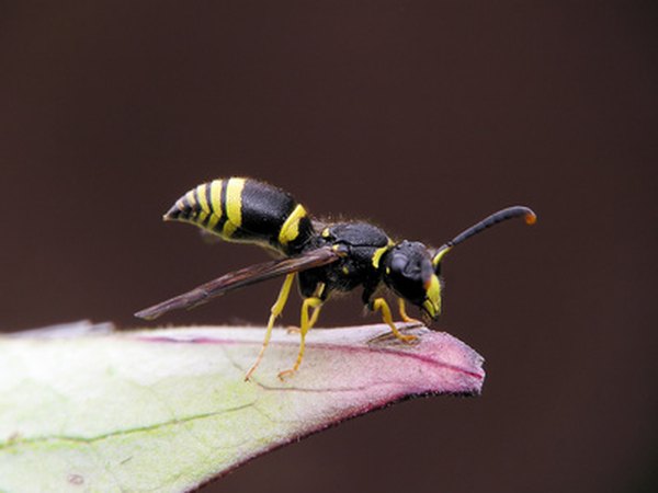 Wasps can sting repeatedly.