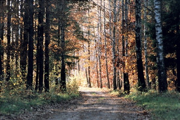 Conifer forests are found throughout Canada and northern Europe.