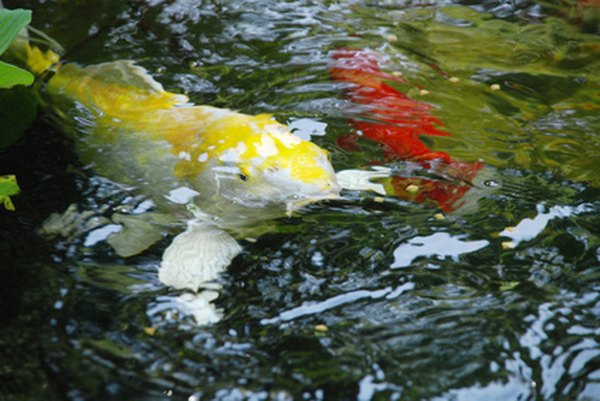 Spawning is triggered by environmental conditions.