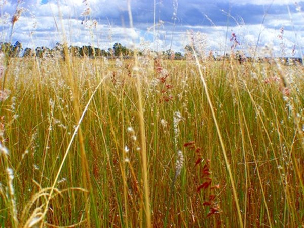 Photo Credit: Grasslands of the bush image by Joey Caston from <a href='http://www.fotolia.com'>Fotolia.com</a> Hundreds of years ago Bison graized on North America's grasslands.