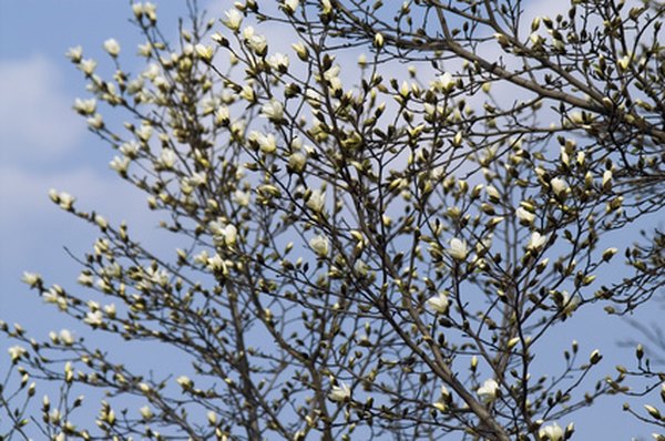 Flowering plants attract humans with their beauty, fragrance and fruit.