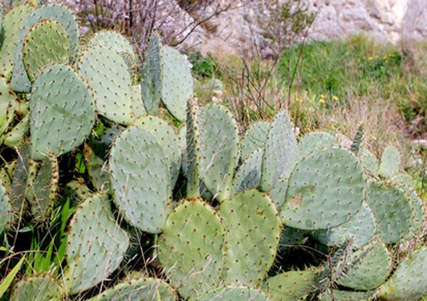 Cacti store water to maintain life in hot, dry climates.