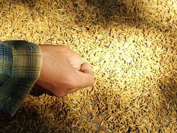 Threshed, unmilled rice before it is milled and turned white