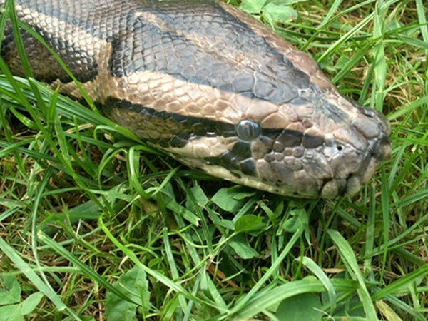 Photo Credit: Boa image by Henryk Olszewski from <a href='http://www.fotolia.com'>Fotolia.com</a> Boa constrictor