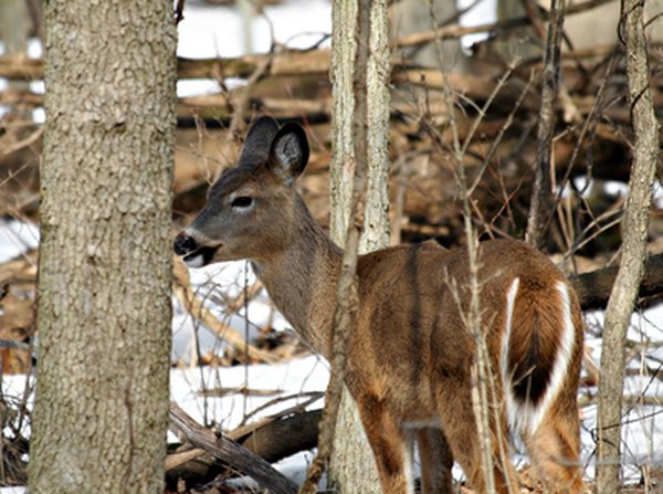 White-tailed deer are large herbivores inhabiting temperate North American woodlands.