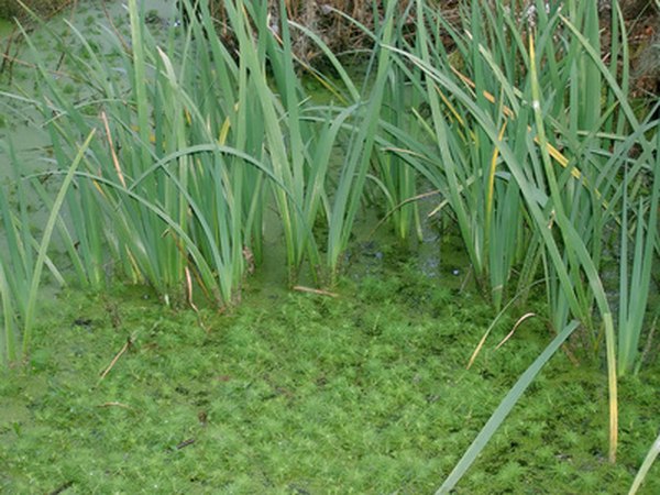 Photo Credit: marsh image by Kimberly Reinick from <a href='http://www.fotolia.com'>Fotolia.com</a> Marsh vegetation reverses soil erosion and filters pollutants before they reach freshwater streams.