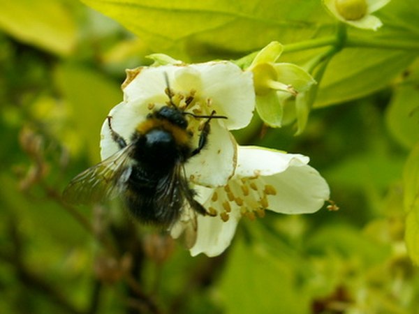 Bees are one of the most prolific pollinators.