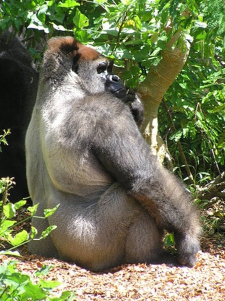 Silverback gorilla