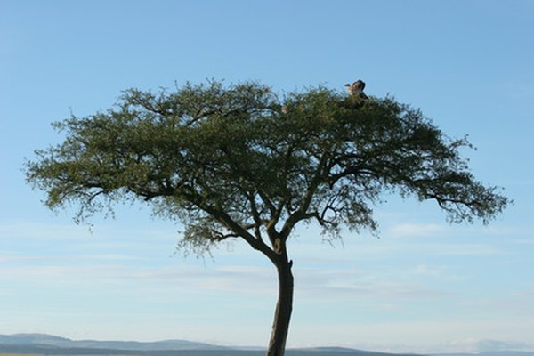 Acacias are a signature tree of Africa.