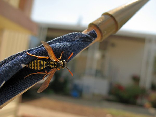 Wasps are usually larger than bees.