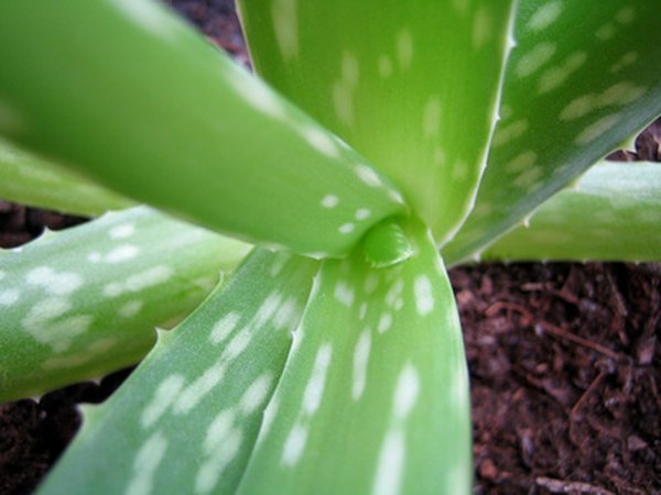 Aloe gel is a popular additive to skin care products.