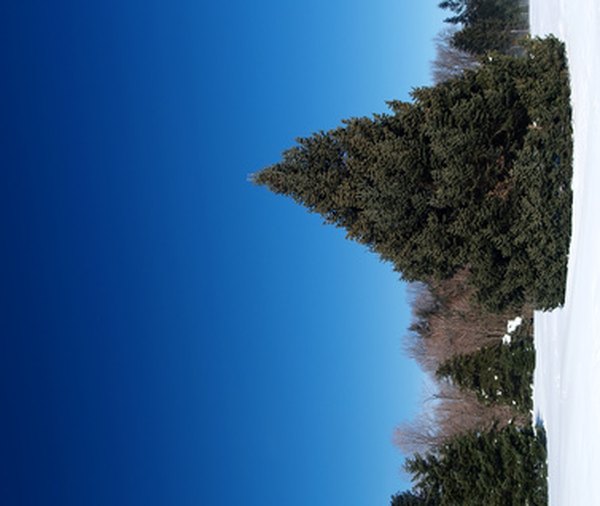 how to start a christmas tree farm its tax implications how to start a christmas tree farm its tax implications