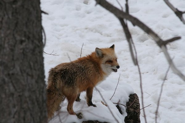 Foxes, although not often seen, are found across North America.