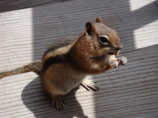 Chipmunks like to raid bird feeders.