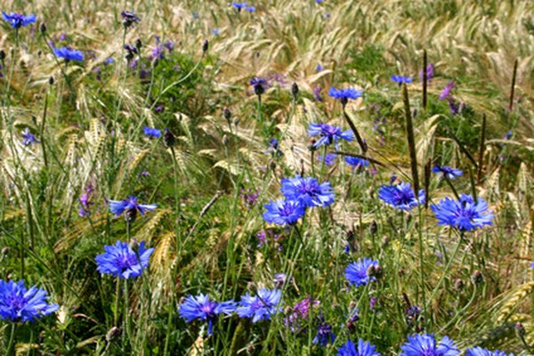 Photo Credit: blés et bleuets image by Jean-Jacques Cordier from <a href='http://www.fotolia.com'>Fotolia.com</a> Endemic flower species of the gulf coastal prairies play a vital role in pollination.