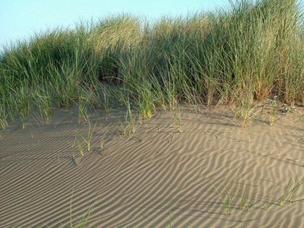 Photo Credit: sand dunes image by Greg Pickens from <a href='http://www.fotolia.com'>Fotolia.com</a> Sand dunes of up to 50 feet tall support the growth of tall grasses.