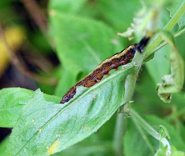 Handpicking caterpillars from garden plants can be an effective means of control.