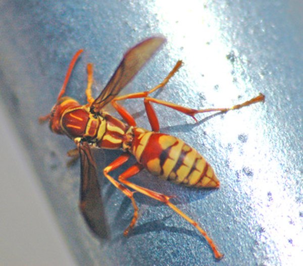 Some wasps have red markings.