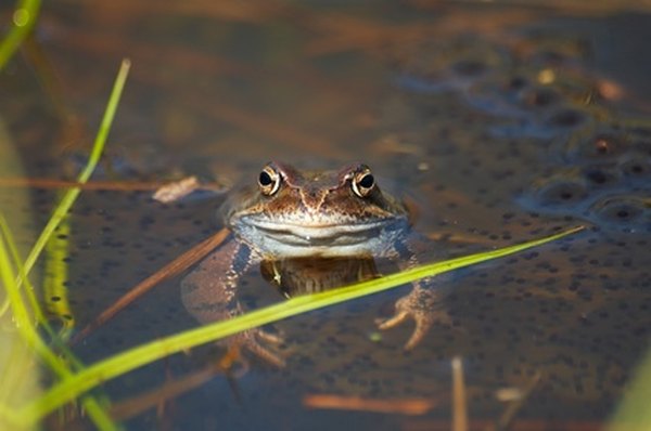 Many frogs must lay their eggs in water.