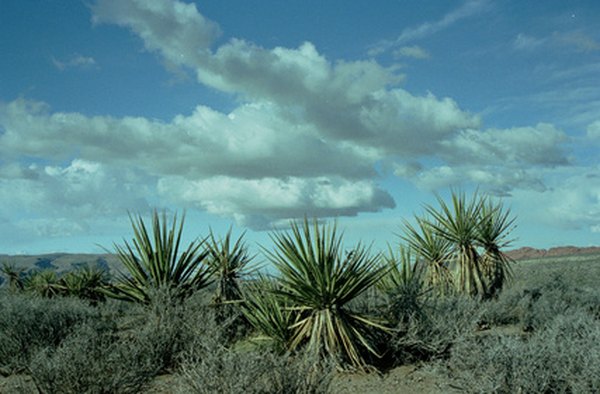 Photo Credit: yucca conference image by Brenton W Cooper from <a href='http://www.fotolia.com'>Fotolia.com</a> Annual rainfall ranging from 16 to 30 inches per year encourages the growth of drought-tolerant vegetation.