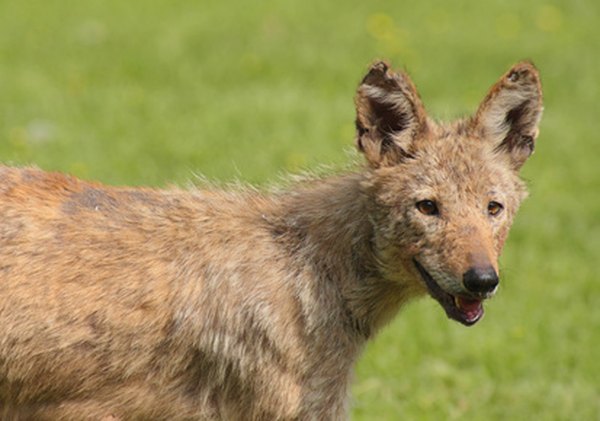 Coyotes stay cool in desert dens.