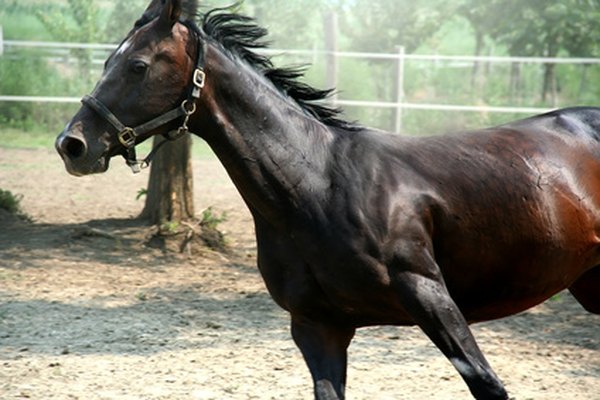 Horses convert the stored energy in oats to run, and some of the energy is lost as heat.