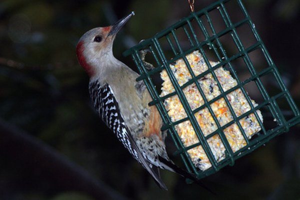 how-to-repair-woodpecker-holes-in-cedar-siding-13-steps